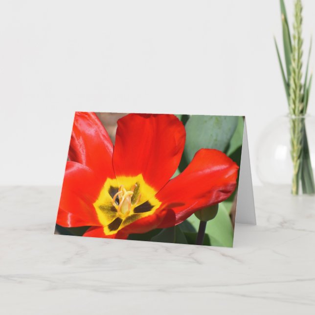 Tulipa, cartão (Frente)