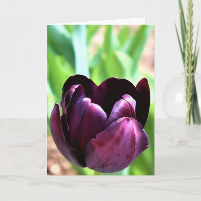 Tulipa, cartão (Frente)