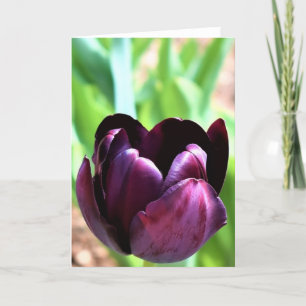 Tulipa, cartão
