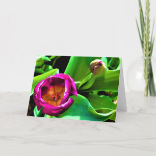 Tulipa, cartão