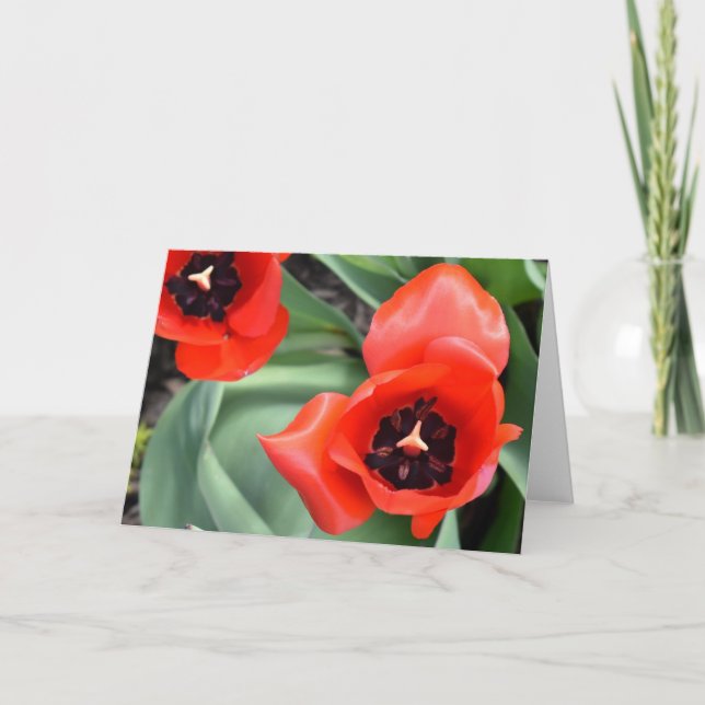 Tulipa, cartão (Frente)