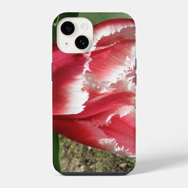 Tulipa de Franja Rosa (Verso)