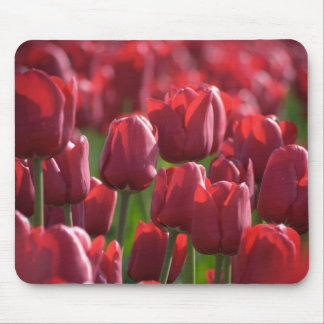 Tulipa Mousepad