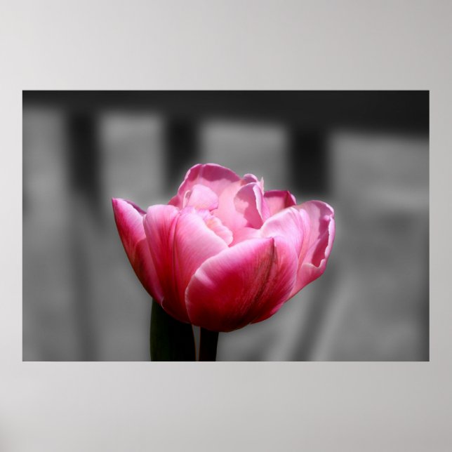 Tulipa rosa poster ou impressão (Frente)