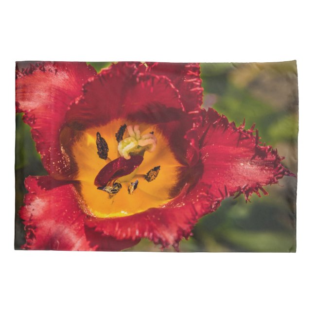 tulipa vermelha (Verso)