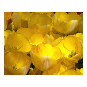Tulipas amarelas 20" x 16" impressão da foto