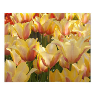 Tulipas Amarelas de 20" x Impressão de Foto de 16"