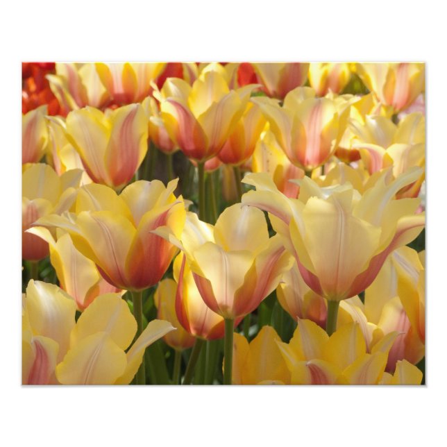 Tulipas Amarelas de 20" x Impressão de Foto de 16" (Frente)