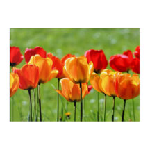 Tulipas Amarelas E Vermelhas