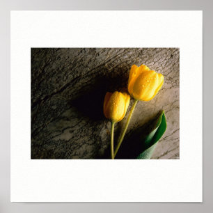Tulipas amarelas Poster