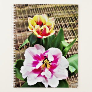 Tulipas Amarelas/Rosa Do Planejador Lg