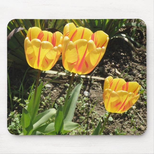 Tulipas ao sol Mousepad (Frente)