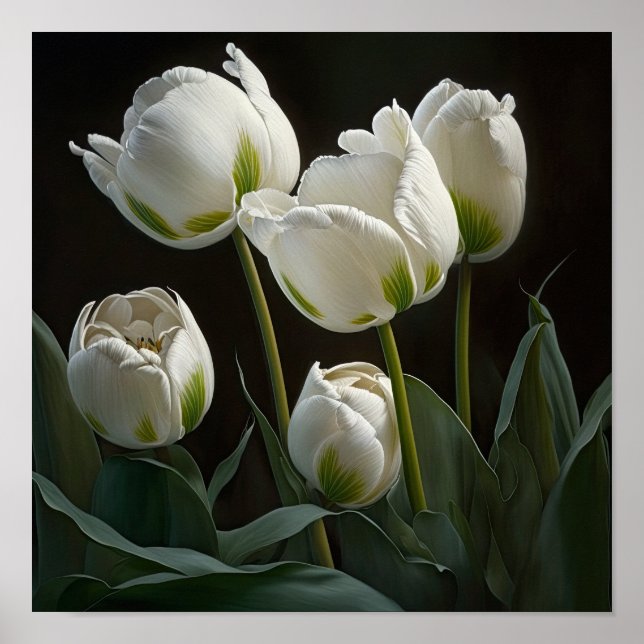 Tulipas brancas Impressão Poster (Frente)
