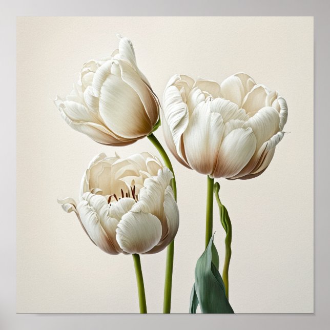 Tulipas brancas Impressão Poster (Frente)