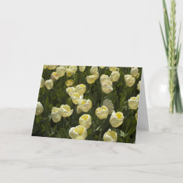 Tulipas brancas no Boston Gardens - Cartão de Saud