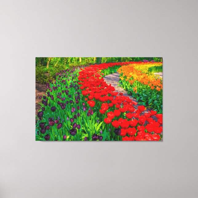 Tulipas Canvas Art (Frente)