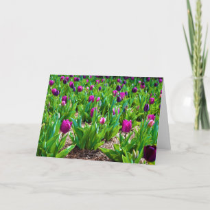 Tulipas, cartão