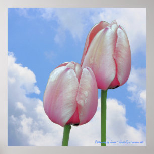 Tulipas cor-de-rosa Blue Sky Nature Impressão