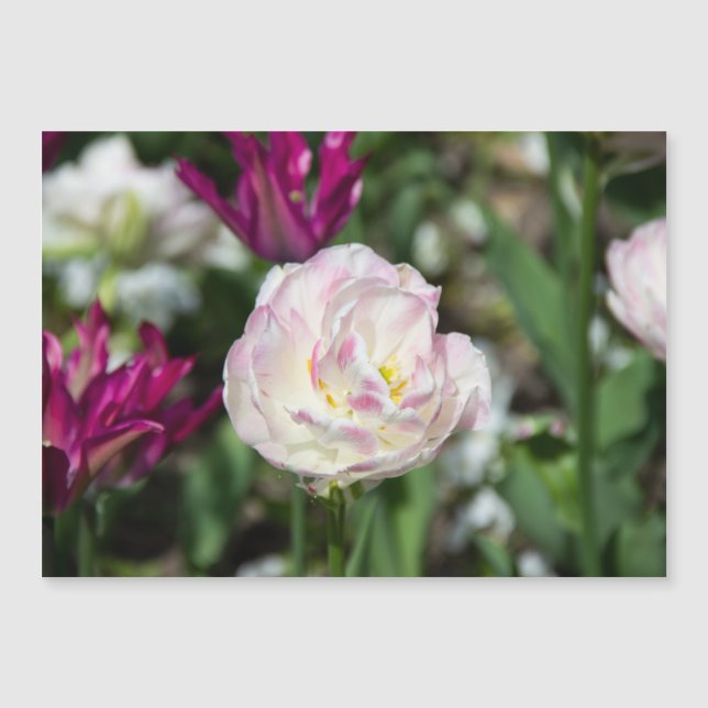 Tulipas cor-de-rosa brilhantes num dia ensolarado (Frente)