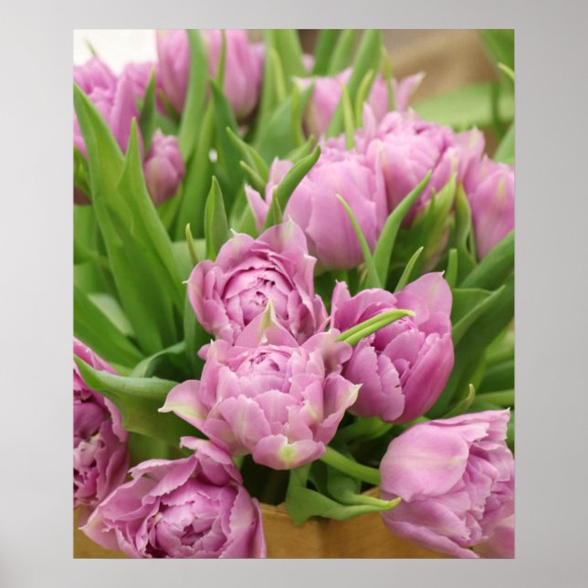 Tulipas cor-de-rosa Poster (Frente)