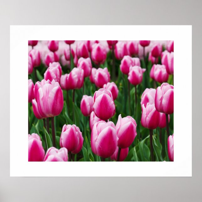 Tulipas cor-de-rosa Poster (Frente)