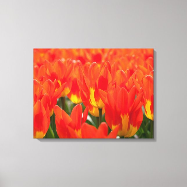 Tulipas de Arte de canvas (Frente)