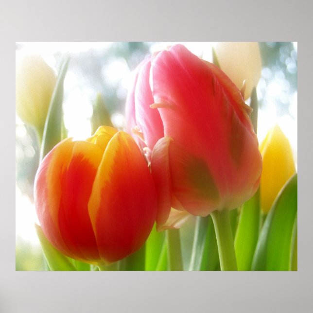 Tulipas de casal e poster (Frente)