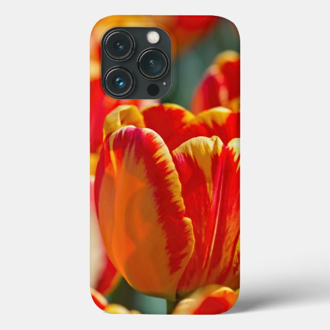 Tulipas de Cor Brilhantes (Verso)