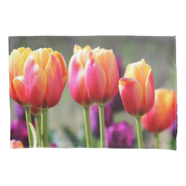 Tulipas de queda Achama (Frente)