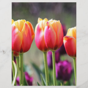 Tulipas de queda Achama