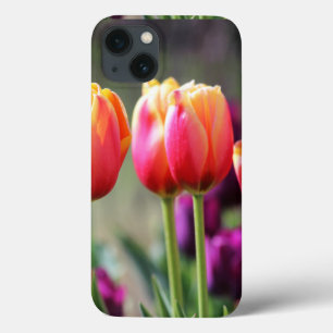 Tulipas de queda Achama