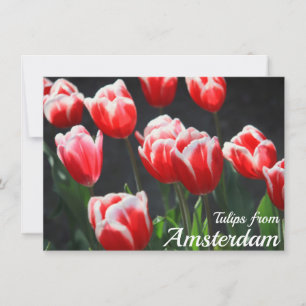 Tulipas do cartão Amsterdam