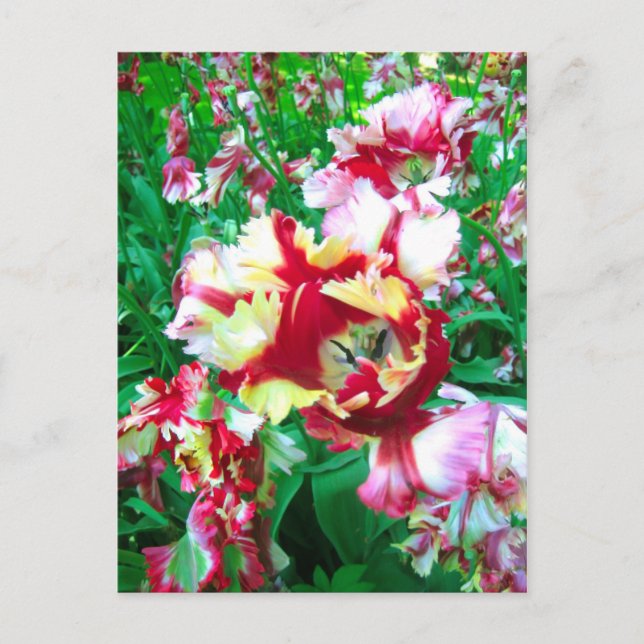 Tulipas especiais - Cartão postal (Frente)