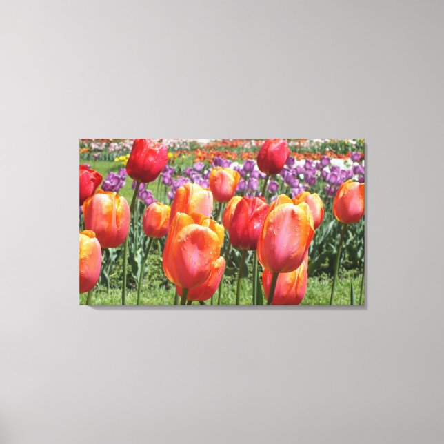 Tulipas Laranja Na Canvas Do Parque Elizabeth (Frente)