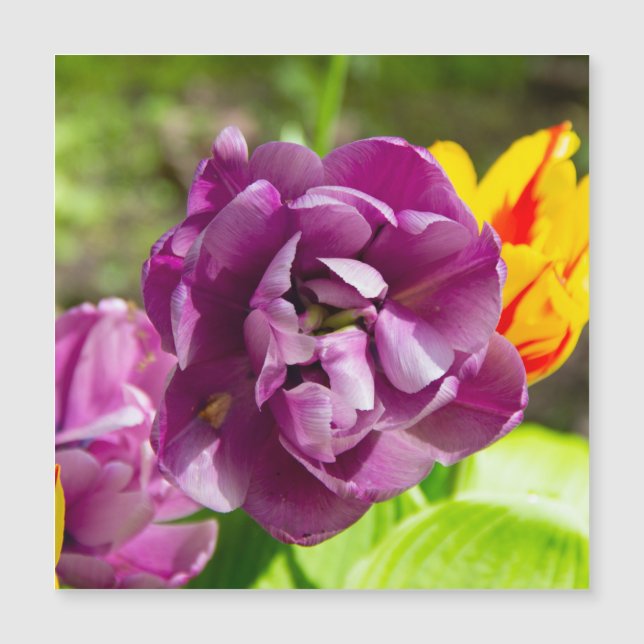Tulipas lilás num dia ensolarado (Frente)