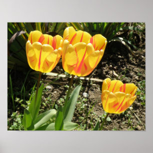 Tulipas no Impressão do sol