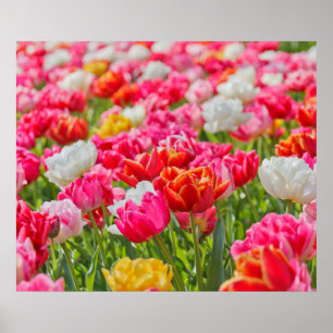 Tulipas Poster