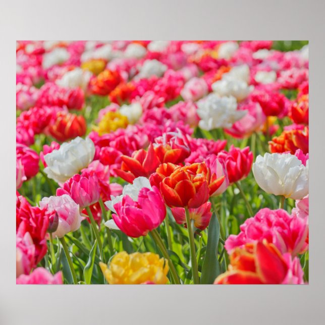 Tulipas Poster (Frente)
