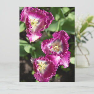 Tulipas púrpuras e brancas no jardim
