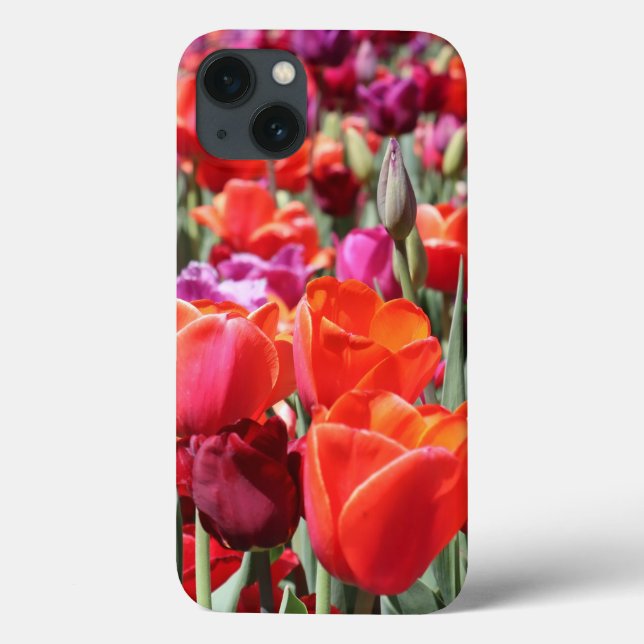 Tulipas Quentes Quentes (Verso)