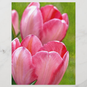 Tulipas Rosa