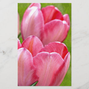 Tulipas Rosa