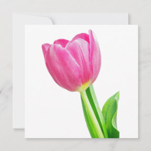 Tulipas rosa em branco
