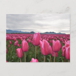 Tulipas Rosa Flores Cartão Postal