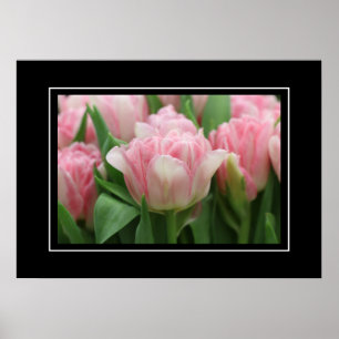 Tulipas Rosa poster