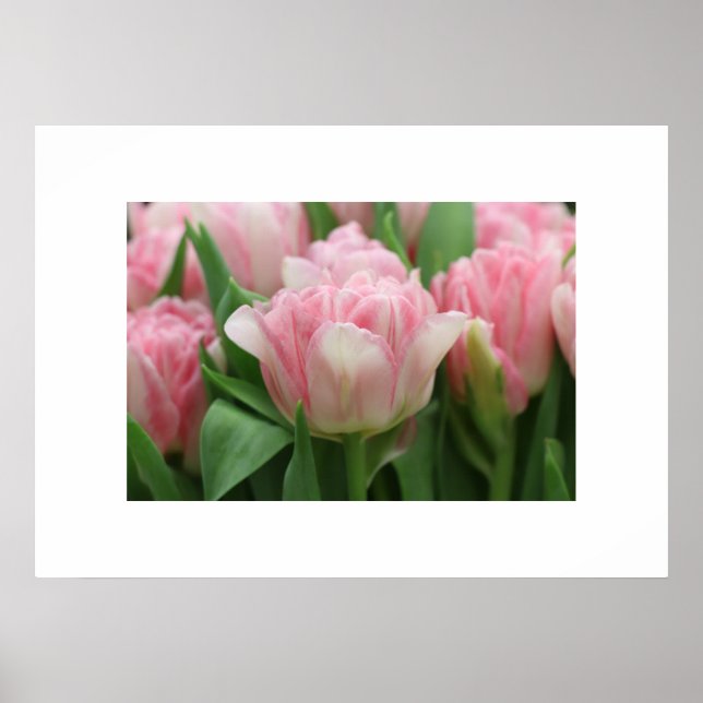 Tulipas Rosa poster (Frente)