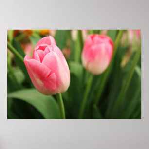 Tulipas rosa - Poster