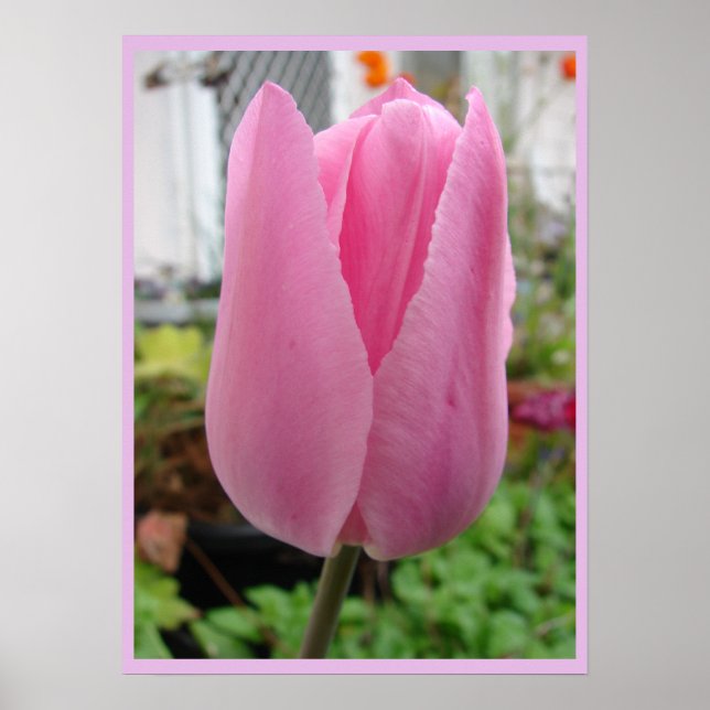Tulipas Rosa Tulipas Flores Poster (Frente)