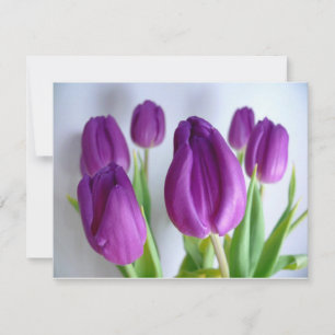 Tulipas Roxas
