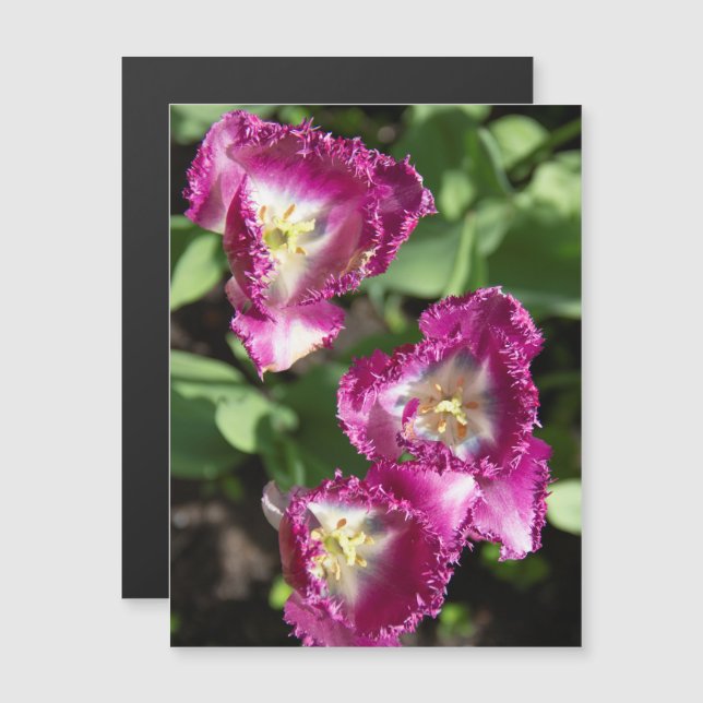 Tulipas roxas fofas no jardim (Frente/Verso)